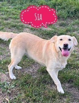 Sia eine wundervolle Familienhündin - Flörsheim-Dalsheim