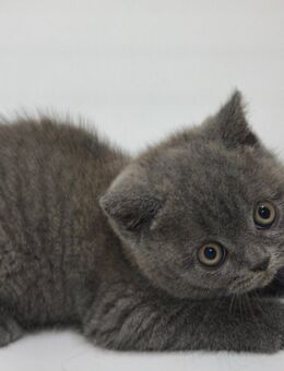🐾BKH Kater sucht ein neues Zuhause🐾 - München