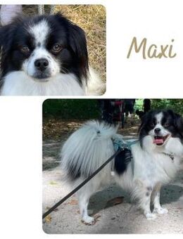 Maxi wartet in 41379 Brüggen - Wendelstein