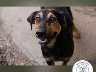 Jack Ein Hund zum Pferdestehlen! - Kirchzell