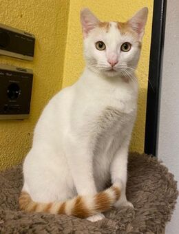 Liebevoller, verträglicher SIMBA! - Geilenkirchen