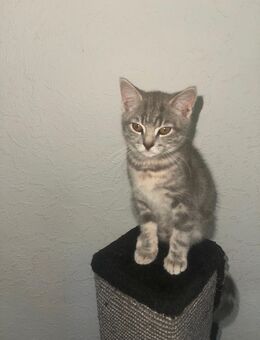 3 Babykatzen - Darmstadt