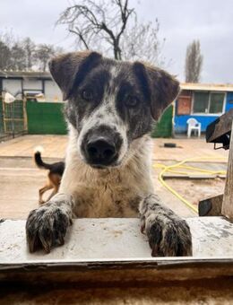 Sowyer - ein lieber Schatz - Alfeld (Leine)