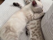 Siam Bengal Mix Kitten Weiblich - Hamburg