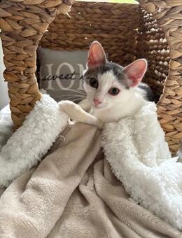 kleiner Schmusekater BOBO - Kallmünz