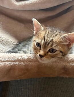 Süße BKH mix kitten - Wiesbaden