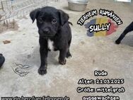 SULLY-einer knuffiger als der andere - Waakirchen