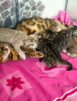 Bengal Kitten - Bremen