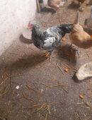 Hühnerhahn in 41379