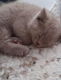 BKH Kitten - Ahlen