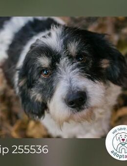 Chip 255536: Sucht ein Zuhause - Kirchzell