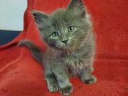 Maine coon Kätzchen - Hannover Mitte