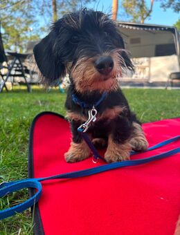 Zwerg Rauhaardackel Rüde - Langerwehe