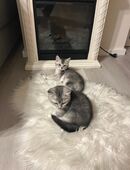 🐾 1 Mädchen & 1 Junge – verschmust & gesund – abzugeben in 48249