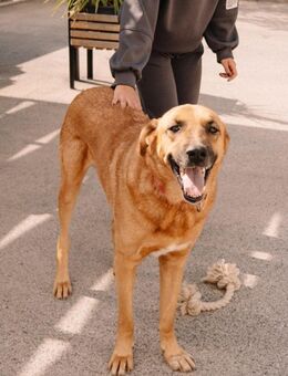 XL Zagi sucht dich - Ellerbek