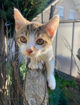 Katzenbaby weiblich - Sulzbach (Main)