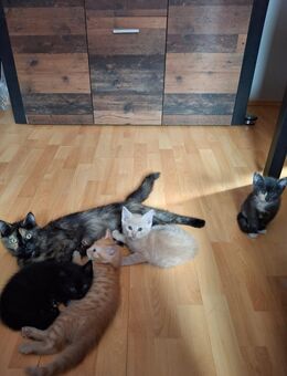Katzenmix Siam-Perser-Thai - Brahlstorf