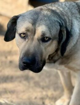 Zauberhafte, liebenswerte Kaly - Kallmünz