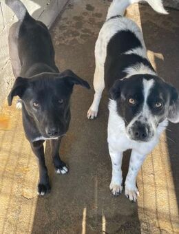 🌸Lebensfrohe Rea sucht dich🌸 - Eislingen (Fils)