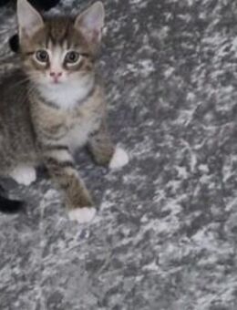 BKH/American shorthair mischlingskater mogli - Chemnitz
