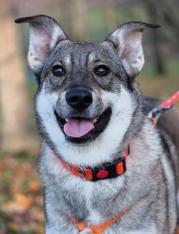 Schüchterne Vivien sucht ihre Menschen - Duisburg