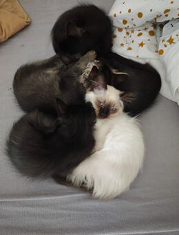🐾🐾🐾5 kleine Wunder suchen ein liebevolles Zuhause 🐾🐾🐾 - Prittriching