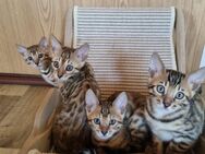 Reinrassige Bengalkitten mit Stammbaum - Hohenmölsen