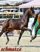 Hengst, Hengstfohlen,Championatsfohlen, Goldberg x Quaterback in 09623