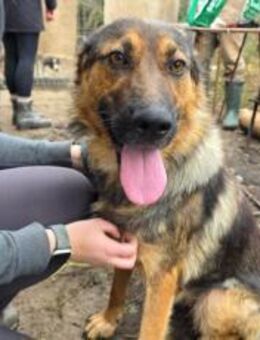 Schäferhund Mix Xena sucht Zuhause - München