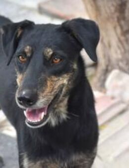 Mico so lieb Mr - Ludwigshafen (Rhein)