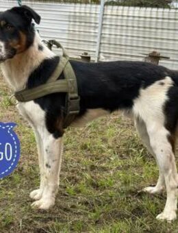 Pongo ein wundervolles Wesen - Flörsheim-Dalsheim