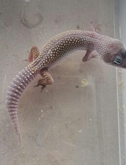Leopardgecko Blizzard Männchen 25 - Mülheim (Ruhr)