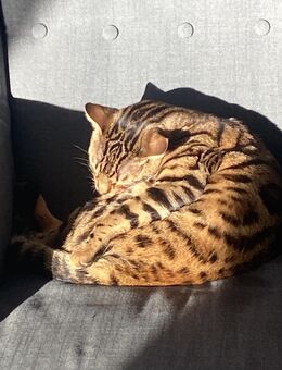 Liebevoller Bengalkater - Rüsselsheim
