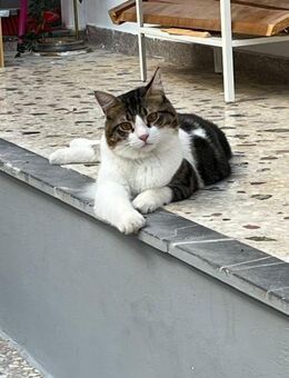 Frankie aus dem Tierschutz - Grevenbroich