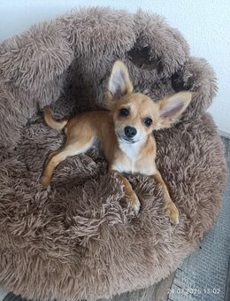 Noch ein Chihuahua Rüde sucht Zuhause!!! - Gladbeck