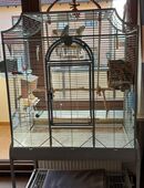 5 Wellensittiche mit Käfig zu verkaufen in 90768