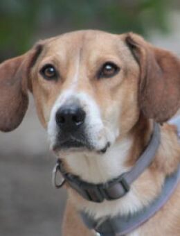 Ludwig - braucht Zeit und Geduld - Lohmar