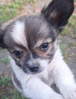 Süße Chihuahuawelpen - Franzburg