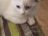 Ragdoll Kitten - Steinfurt