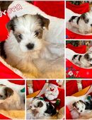 Yorkshire-Welpen aus Familienaufzucht in 94527