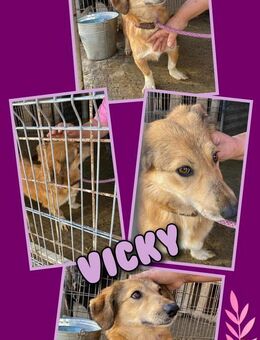 Hündin Vicky möchte ins Warme - Nürnberg