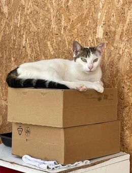 Sunny sucht Zuhause mit Freigang - Waakirchen