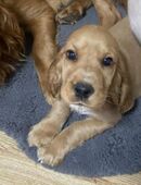 Englischer Cocker Spaniel (Rüde) - Abzugeben in 01257