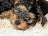 Yorkshire Terrier Welpen - Gablingen