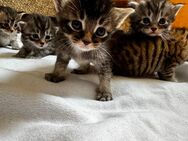 Süsse Babykatzen suchen bald ein liebevolles Zushause - Starnberg