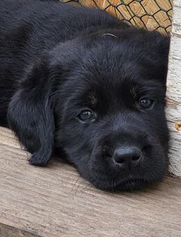 Labrador/Flat Coated Retriever Mix Welpen - Liebevolle Familienhunde suchen ihr neues Zuhause! - Hassel