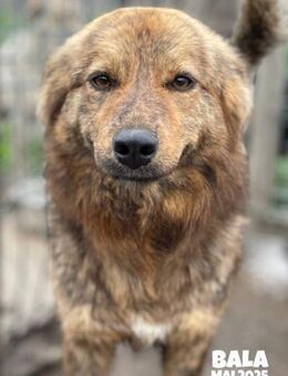 Wer schenkt Hündin Bala ein Zuhause - Nürnberg