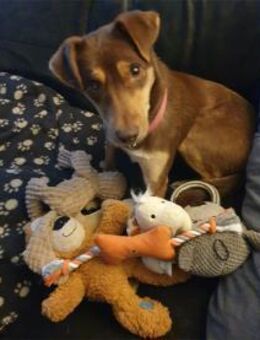 Shawna - wartet in 59199 Bönen - Oberwies