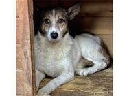 Susan - Pflegestelle oder Zuhause gesuch - Oberwies