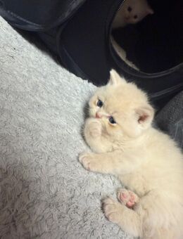 Katzenbabys - Schortens